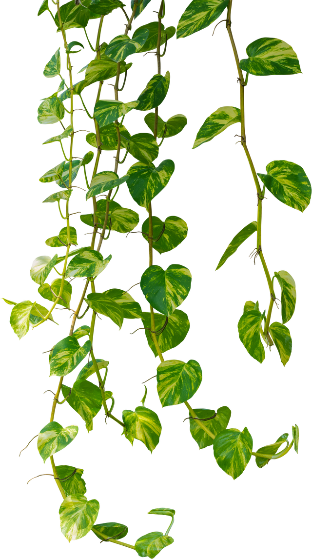 Vine Plant, Green Leaves Transparent